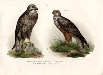 Myszołów, 1864